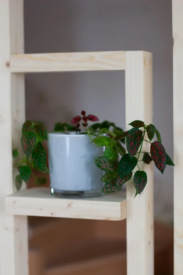 plante verte en pot dans le cabinet d'hypnothérapie de Morgane Yviquel